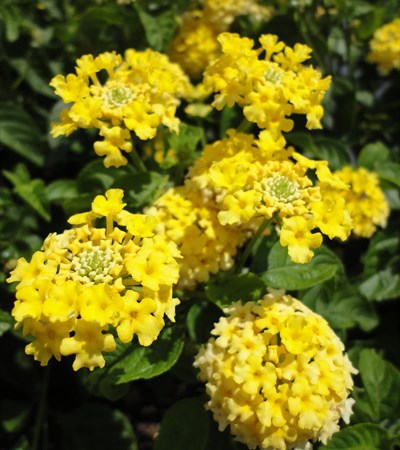 Lantana Landmark™ Yellow